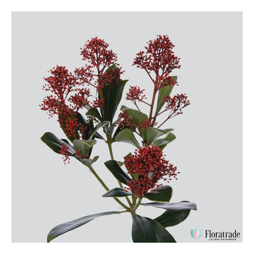 skimmia.png (811 KB)